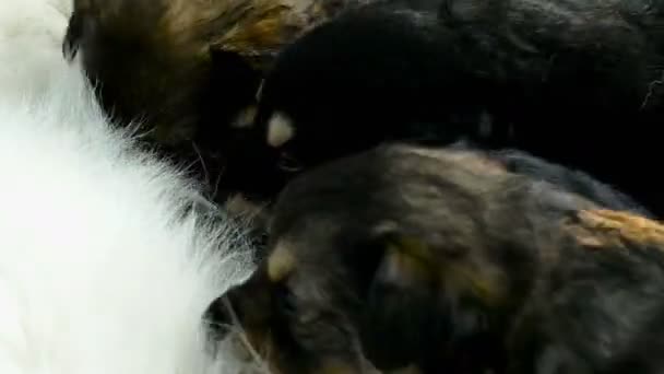 Kleine Puppies Suckling haar moeder, pasgeboren hondjes voeding — Stockvideo