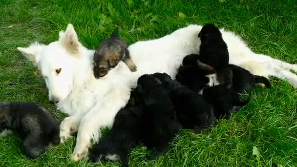 Küçük yavru yavru annesinin, yeni doğmuş köpekler besleme — Stok video