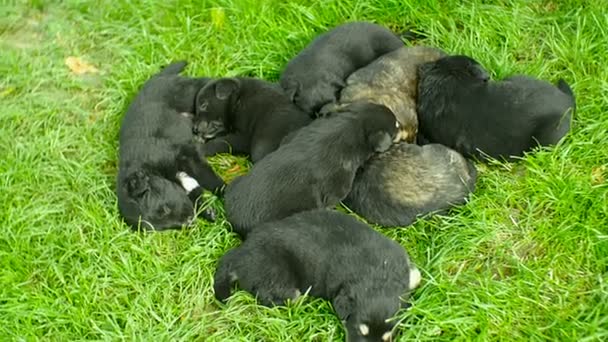 Cachorros mestizos dormir — Vídeos de Stock