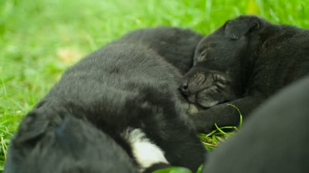 Cachorros mestizos dormir — Vídeo de stock