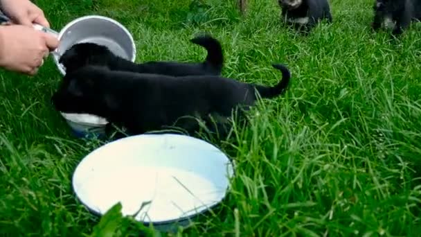 杂种小狗吃 — 图库视频影像