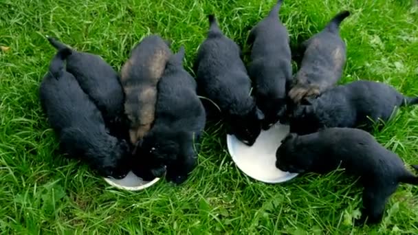 Mongrel puppies eating — Stock Video