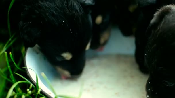 Mongrel puppies eating — Stock Video