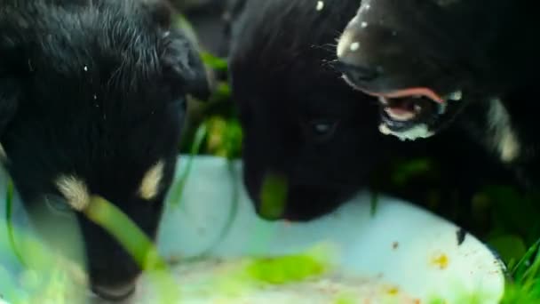 Anak anjing anjing mongrel makan — Stok Video