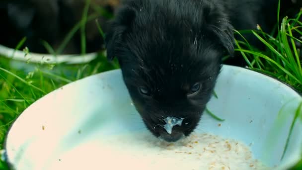 Cachorros mestizos comiendo — Vídeo de stock