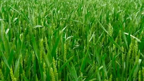 Plan panoramique d'un champ de blé vert .