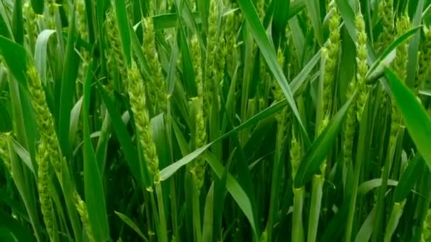 Plan panoramique d'un champ de blé vert .