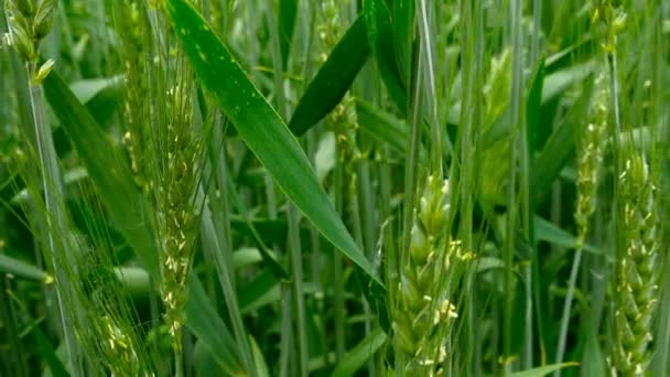 Panning shot of a green field of wheat. — Stock Video