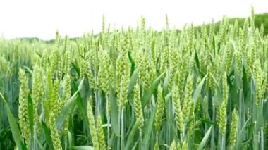 Yeşil bir alana buğday görüntüsünü kaydırma.