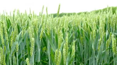 Yeşil bir alana buğday görüntüsünü kaydırma.