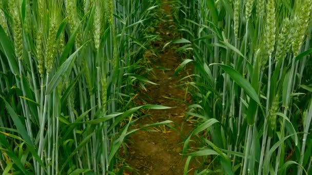 Panning shot of a green field of wheat. — Stock Video