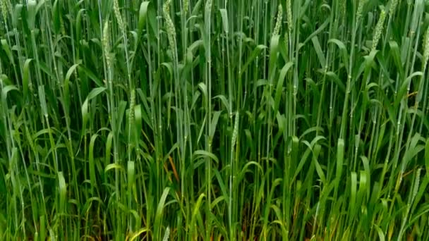 Panorámica de un campo verde de trigo . — Vídeos de Stock