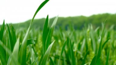 Yeşil bir alana buğday görüntüsünü kaydırma.