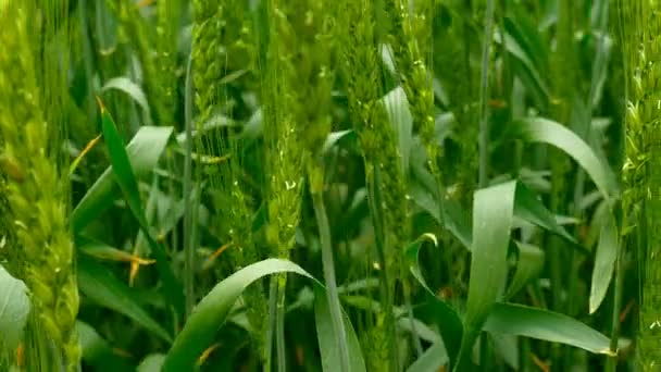 Campo verde de trigo primer plano . — Vídeo de stock