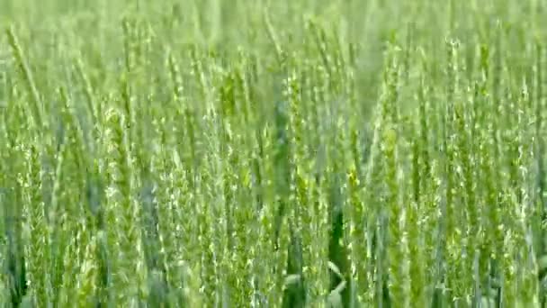 Campo verde di grano primo piano . — Video Stock