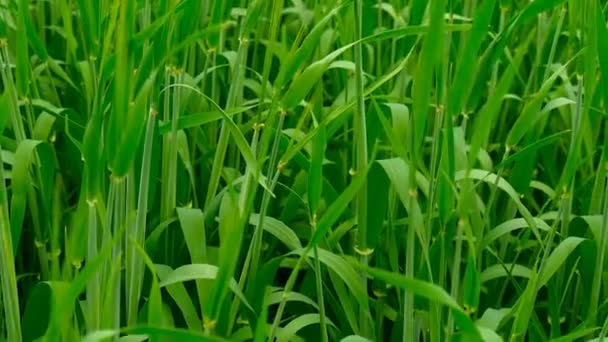 New shoots of a barley on a field. — Stock Video