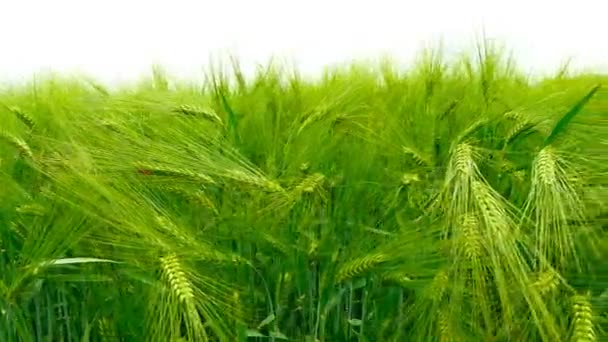 Panorámica de un campo verde de cebada . — Vídeo de stock