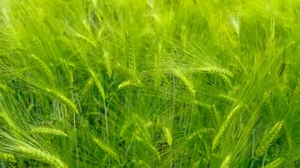 Campo verde de cebada primer plano . — Vídeos de Stock