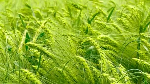 Panning tiro de um campo verde de cevada . — Vídeo de Stock