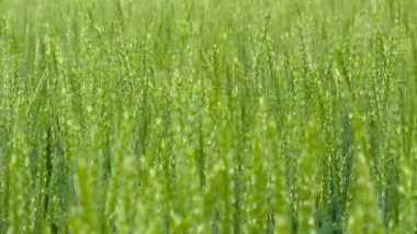 Buğday yakın çekim yeşil alan.