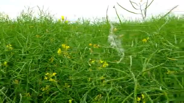 Posouvání záběr zelené pole řepky. — Stock video