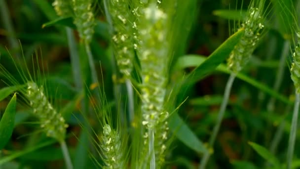 Campo verde di grano primo piano . — Video Stock