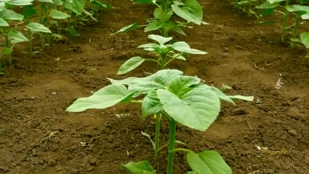 Vue panoramique d'un champ vert de tournesol . — Video