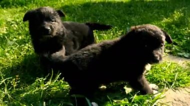 çimenlerin üzerinde melez köpek yavrusu