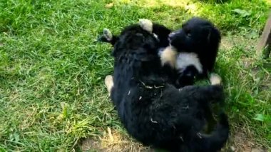 çimenlerin üzerinde melez köpek yavrusu