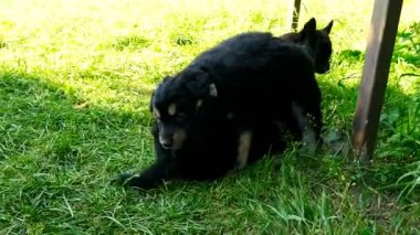 çimenlerin üzerinde melez köpek yavrusu