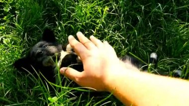 el ile melez köpek yavrusu oynamak