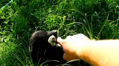 el ile melez köpek yavrusu oynamak
