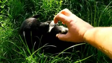 el ile melez köpek yavrusu oynamak