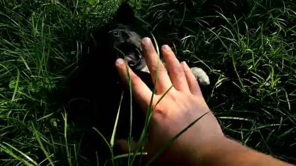 Cachorro mestizo jugar con la mano — Vídeo de stock