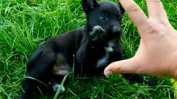 Mongrel cucciolo giocare con la mano — Video Stock