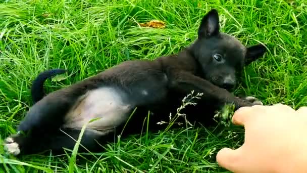 Mgrel filhote de cachorro jogar com a mão — Vídeo de Stock