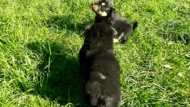 Mongrel puppy on grass — Stock Video