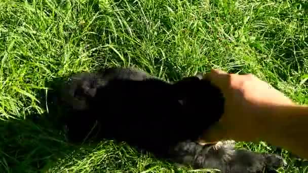 Mongrel cucciolo giocare con la mano — Video Stock