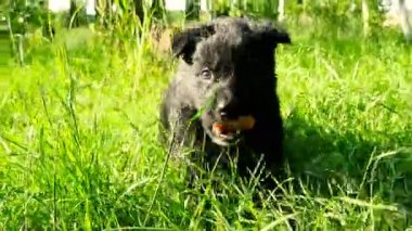 çimenlerin üzerinde melez köpek yavrusu