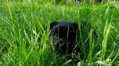 çimenlerin üzerinde melez köpek yavrusu