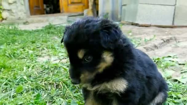 Mongrel puppy on grass — Stock Video