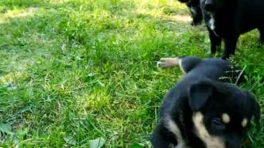 çimenlerin üzerinde melez köpek yavrusu