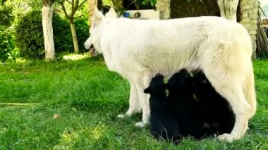 Küçük yavru yavru annesinin, yeni doğmuş köpekler besleme