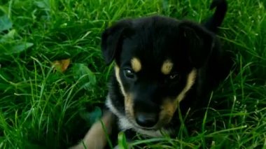 çimenlerin üzerinde melez köpek yavrusu