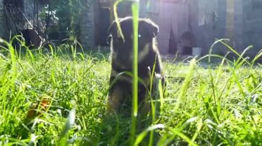 çimenlerin üzerinde melez köpek yavrusu