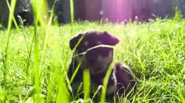 çimenlerin üzerinde melez köpek yavrusu