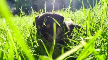 çimenlerin üzerinde melez köpek yavrusu