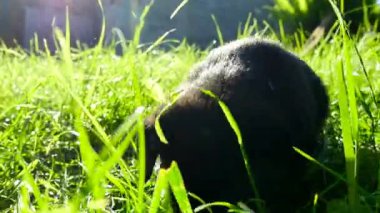 çimenlerin üzerinde melez köpek yavrusu