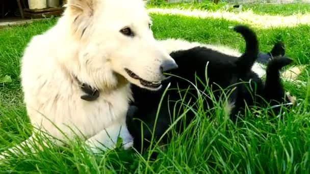 Kleine Puppies Suckling haar moeder, pasgeboren hondjes voeding — Stockvideo