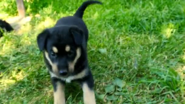 Çimenlerin üzerinde melez köpek yavrusu — Stok video